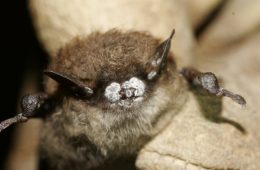 little brown bat with White-nose Syndrome