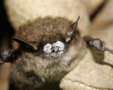 little brown bat with White-nose Syndrome