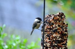 chickadee