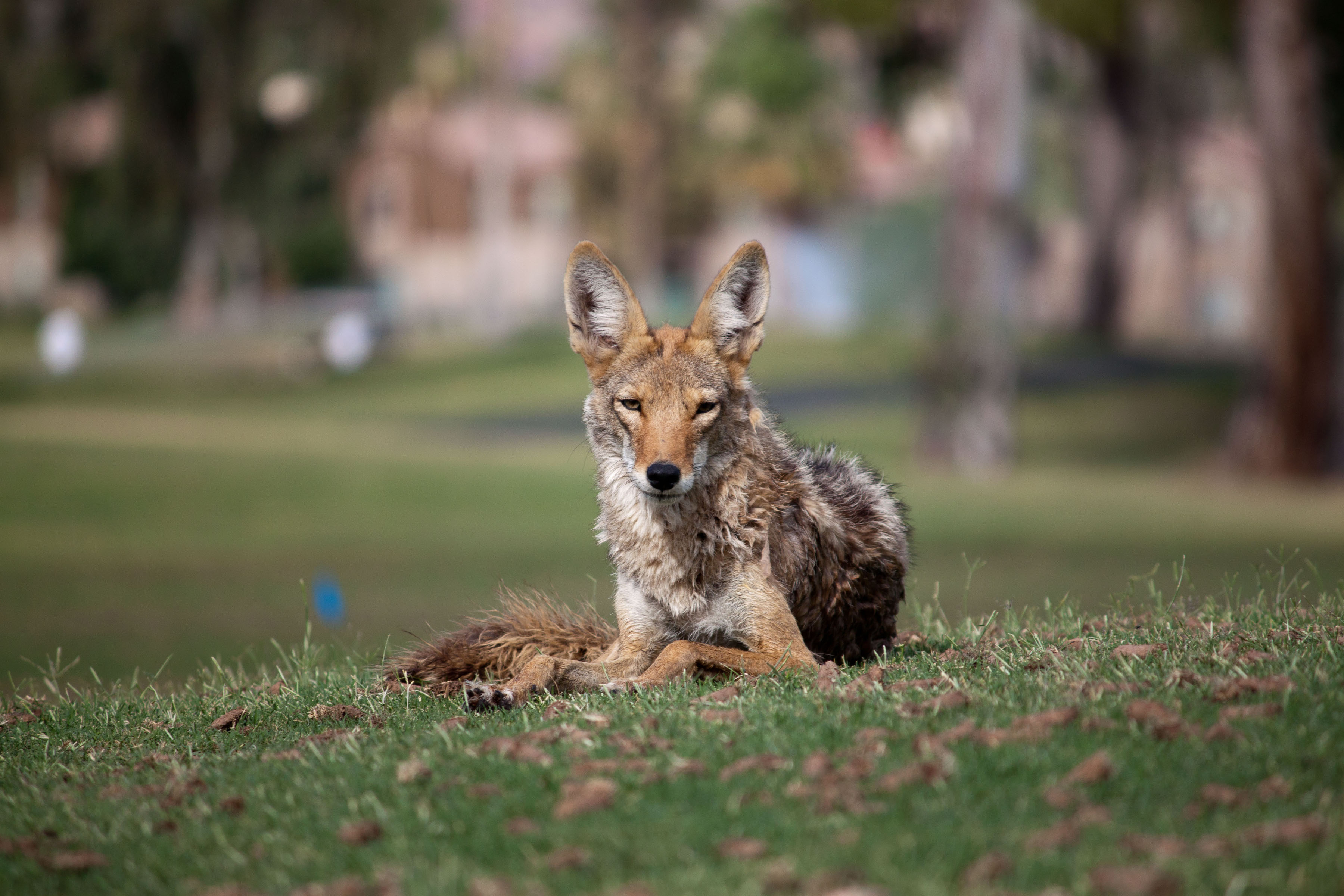 coyotes