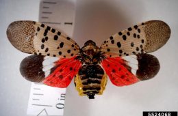 adult spotted lantern fly