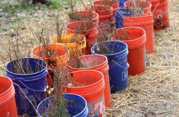 tree seedlings in pots