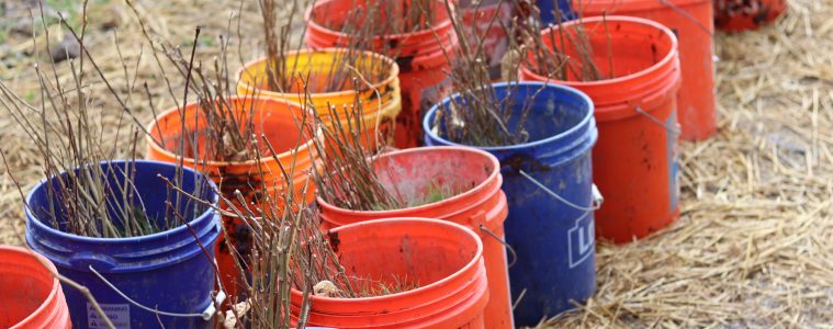 tree seedlings in pots