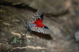 Spotted lanternfly adult