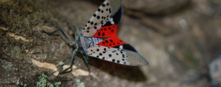 Spotted lanternfly adult