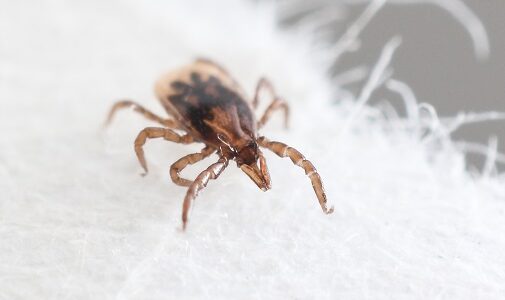 deer tick nymph
