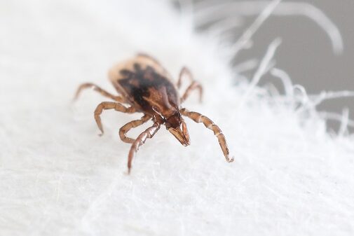 Rare but potentially deadly Deer Tick Virus found at high levels at a ...