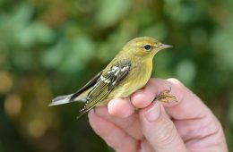 black poll warbler