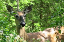 white-tailed deer