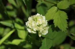 Running Buffalo Clover