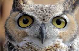 great horned owl