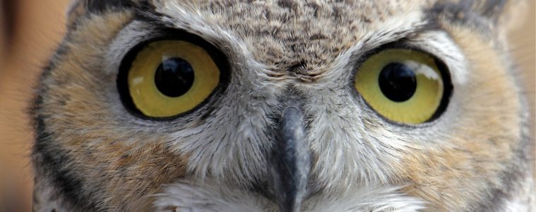 great horned owl