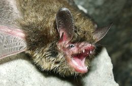 Northern Long-Eared Bat