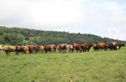 A herd of cows in a green field