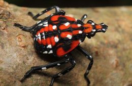 late stage lanternfly nymph