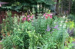 native plant garden