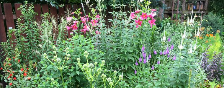 native plant garden