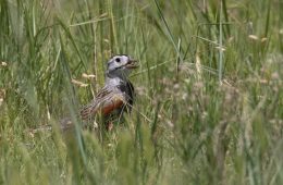 McCown's longspur