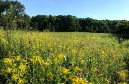 Jennings Prairie