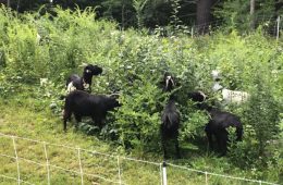 Goats