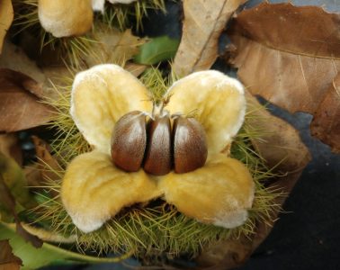 American chestnuts