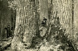 Historical photo of American chestnuts