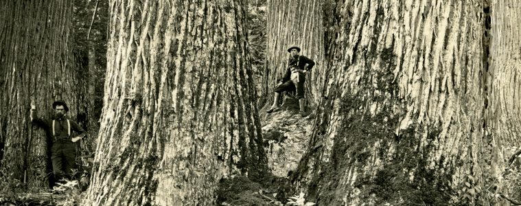 Historical photo of American chestnuts