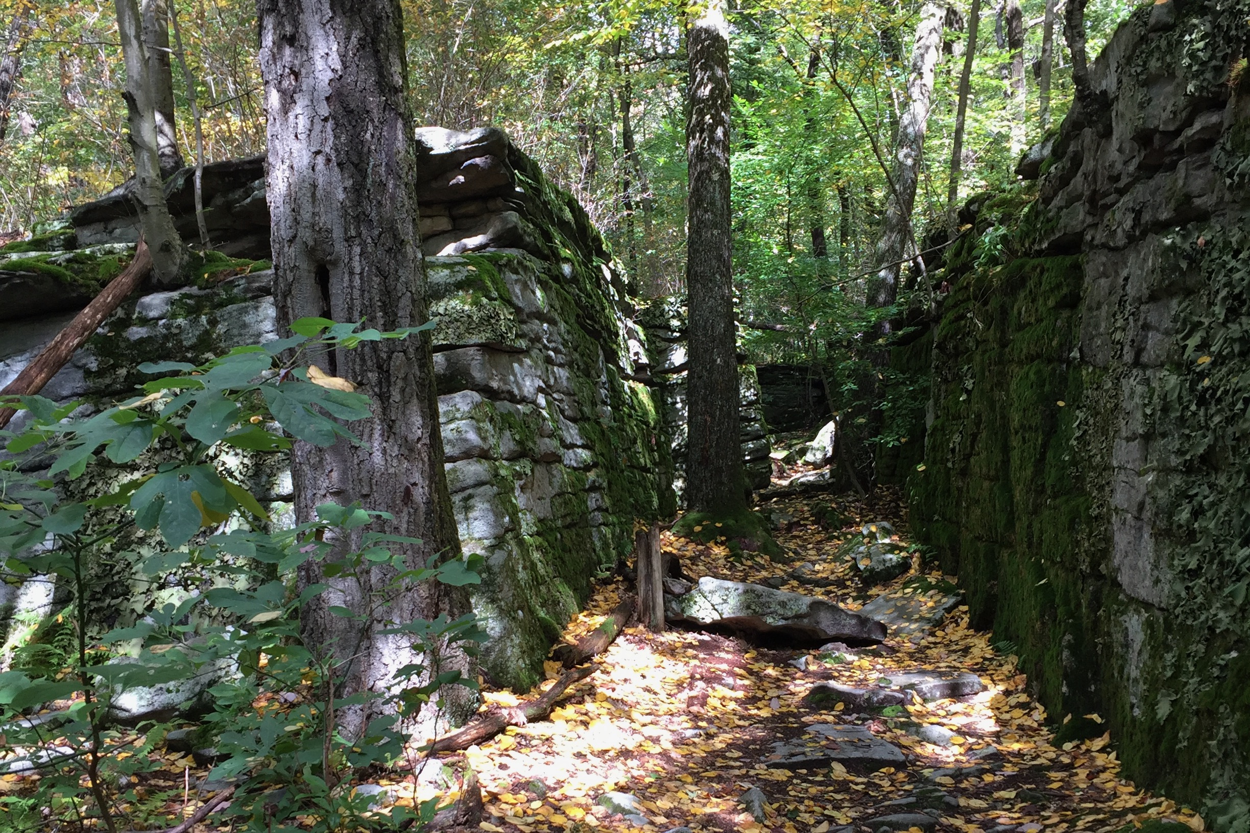 Laurel Highlands Hiking Trail. Photo: Reid R. Frazier