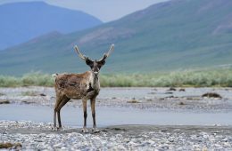 Porcupine caribou