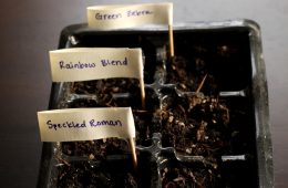 Seed starters