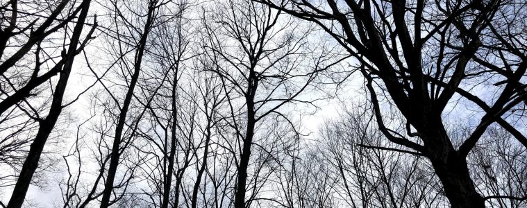 Trees