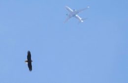 Bald eagle