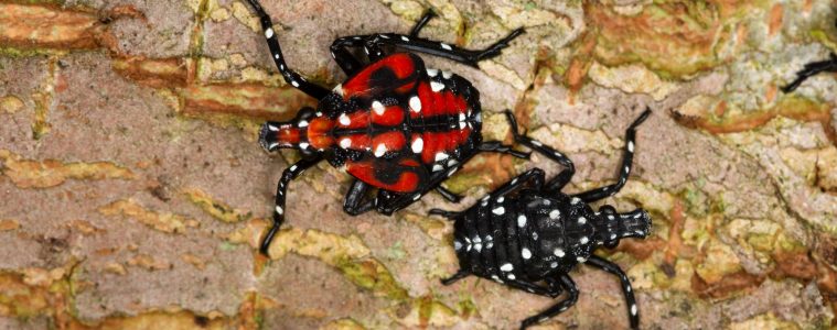 spotted lanternfly nymphs