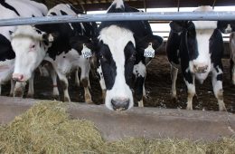 black and while cows looking over a concrete barrier.