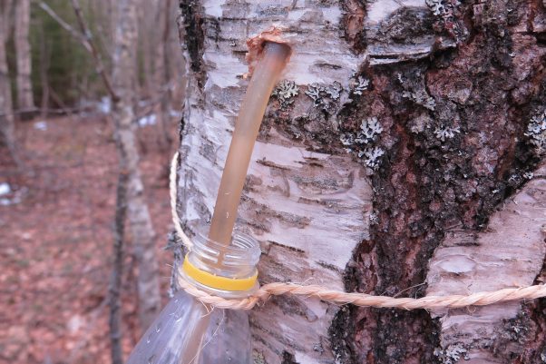 Tapping a birch tree