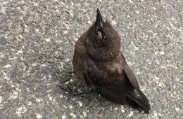 sick bird