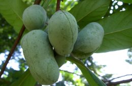 Pawpaw tree