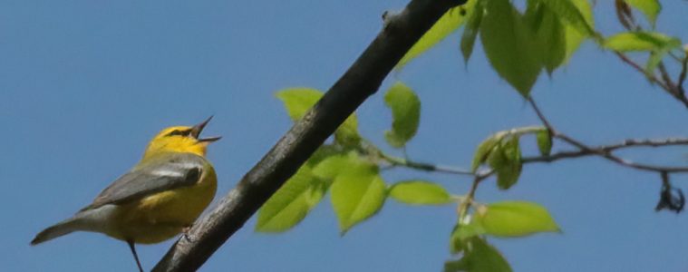 blue-winged warbler singing