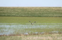 Wetland in Brule County