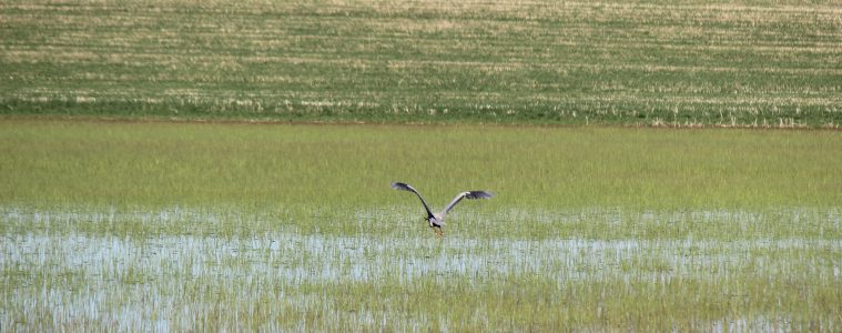 Wetland in Brule County