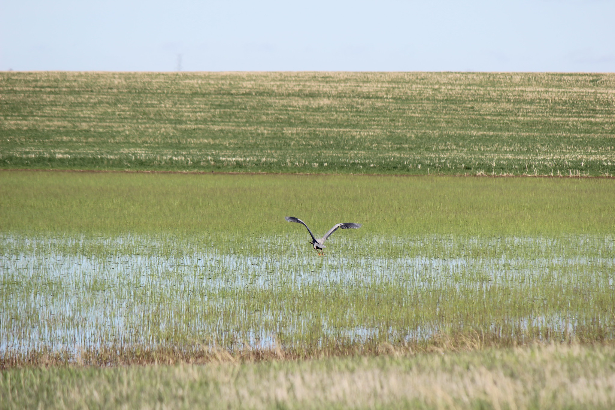 Wetland in Brule County