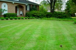 green lawn