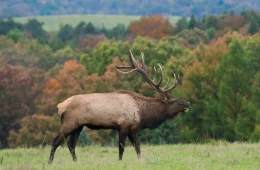 Elk