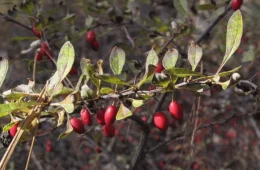 Japanese barberry