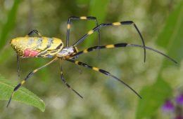 Joro spider