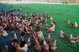 outdoor chickens
