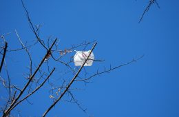 bag in a tree