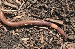 jumping worm