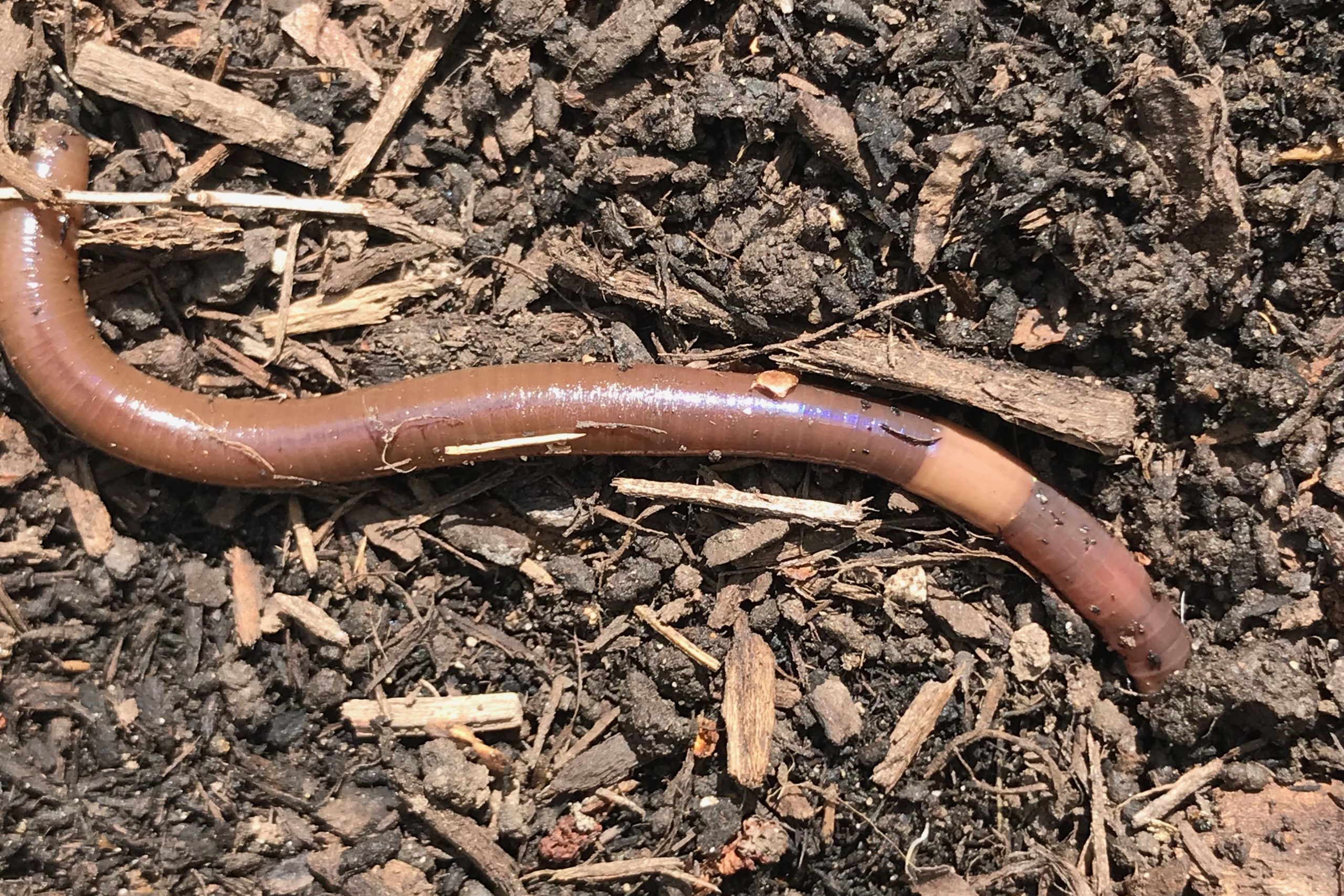 How to prevent Asian jumping worms in your garden - The Allegheny Front