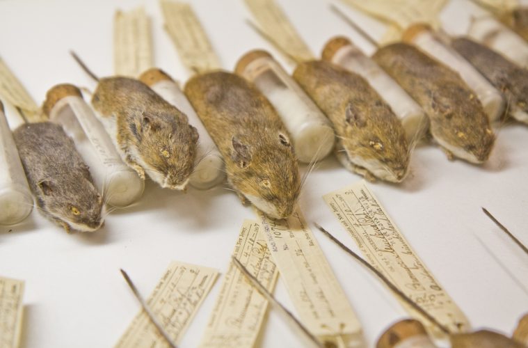 mice specimens